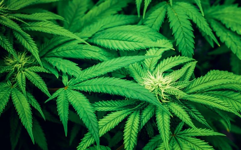 Marijuana Photo