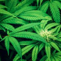 Marijuana Photo