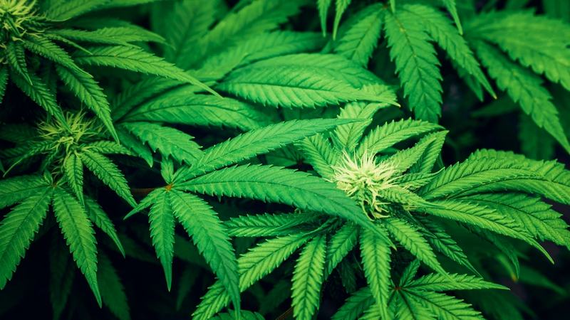 Marijuana Photo