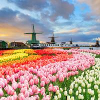 Netherlands Picture