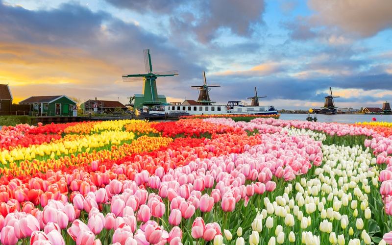 Netherlands Picture