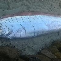 Oarfish