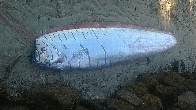 Oarfish