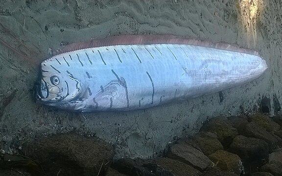 Oarfish