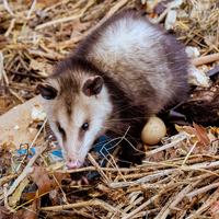 Opossums.
