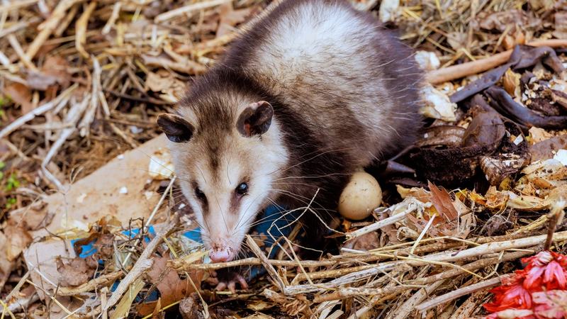 Opossums.