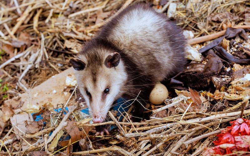 Opossums.