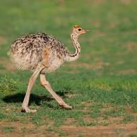Ostriches