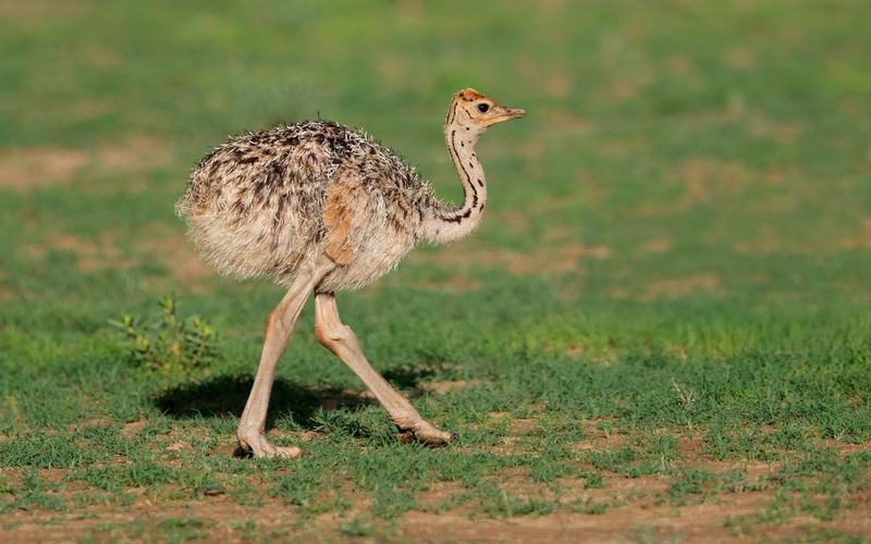 Ostriches