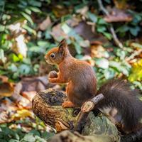 Red Squirrel