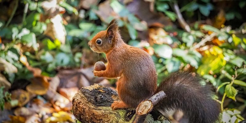 Red Squirrel