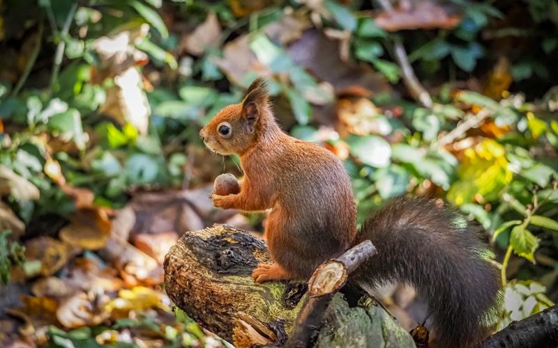 Red Squirrel