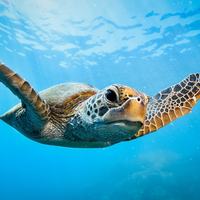 Sea Turtle