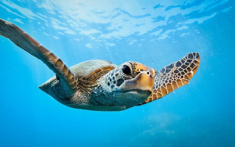 Sea Turtle