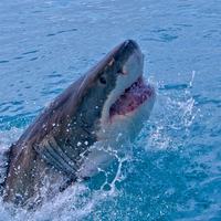 Shark