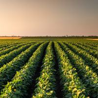 Soybean