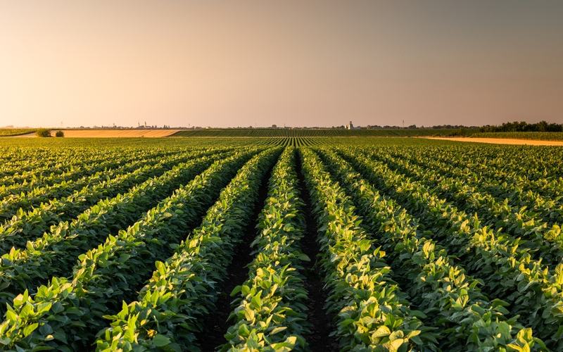 Soybean