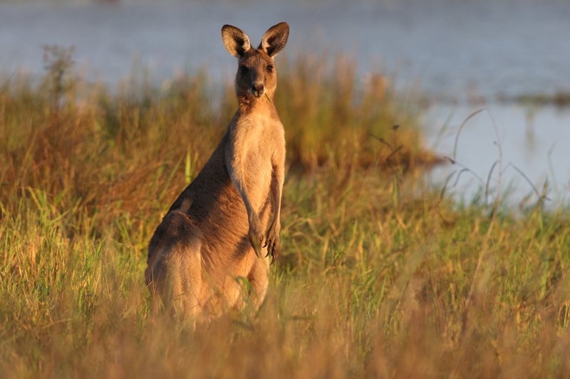 The Kangaroo