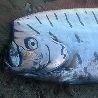 The Oarfish Photo