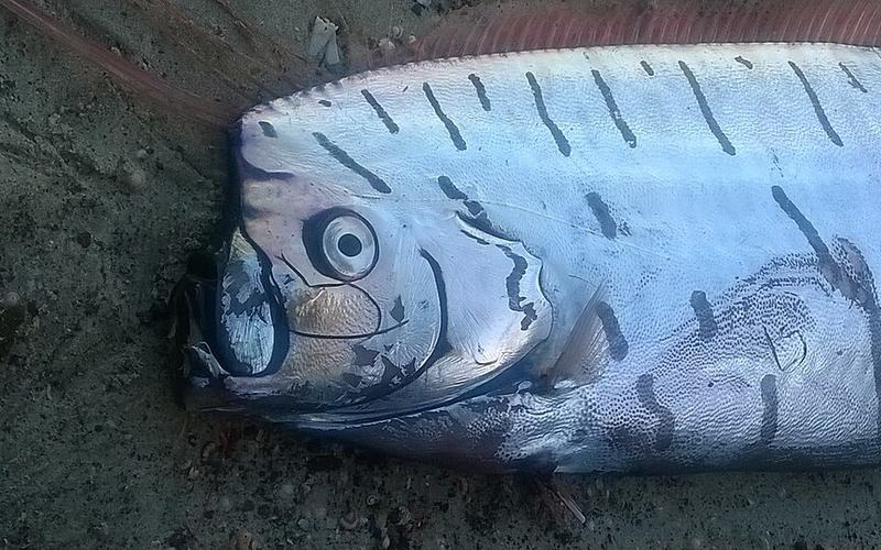 The Oarfish Photo