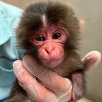 The Punch Monkey