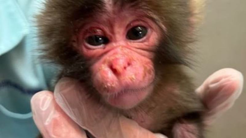 The Punch Monkey