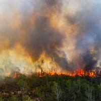 Wildfire