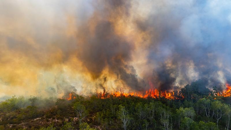 Wildfire
