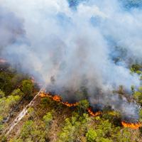 Wildfire Photo