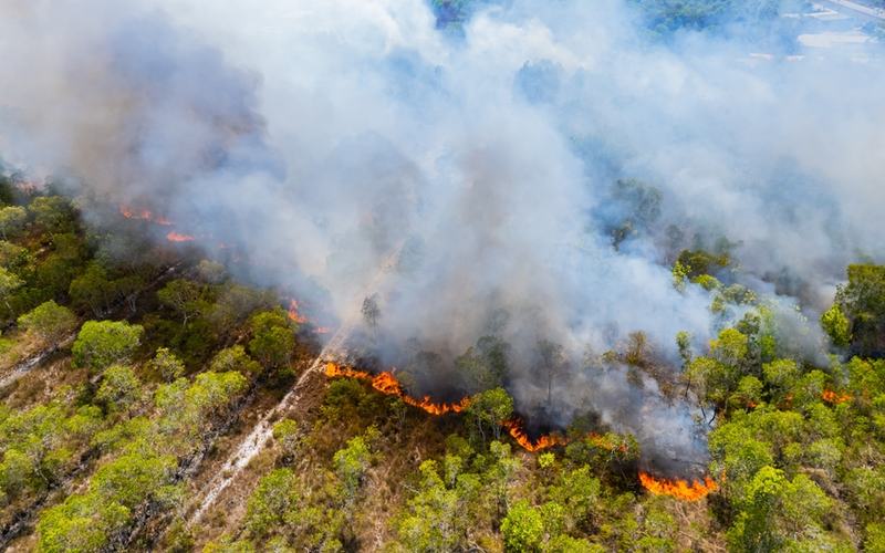 Wildfire Photo
