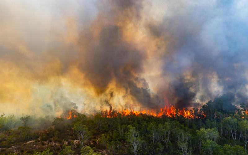 Wildfire