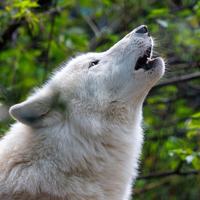 Wolves