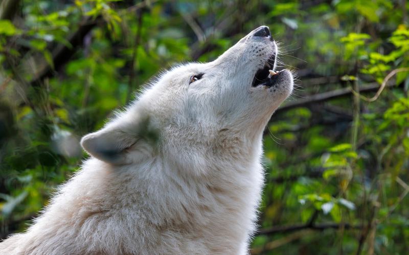 Wolves