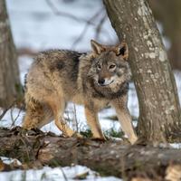 Wolves