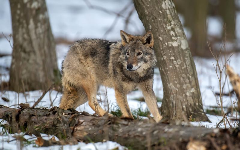 Wolves