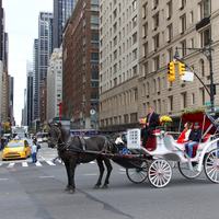 horse carriages