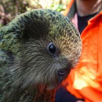 Kākāpō