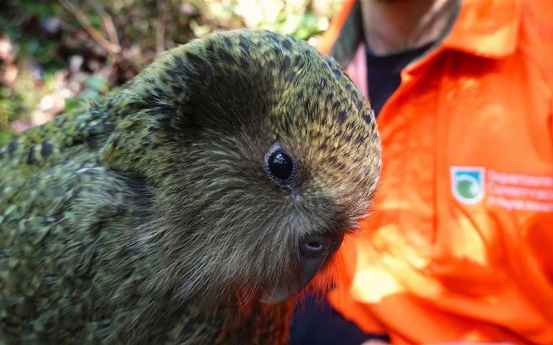 Kākāpō