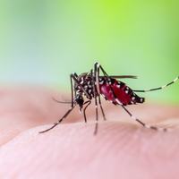 mosquitoes