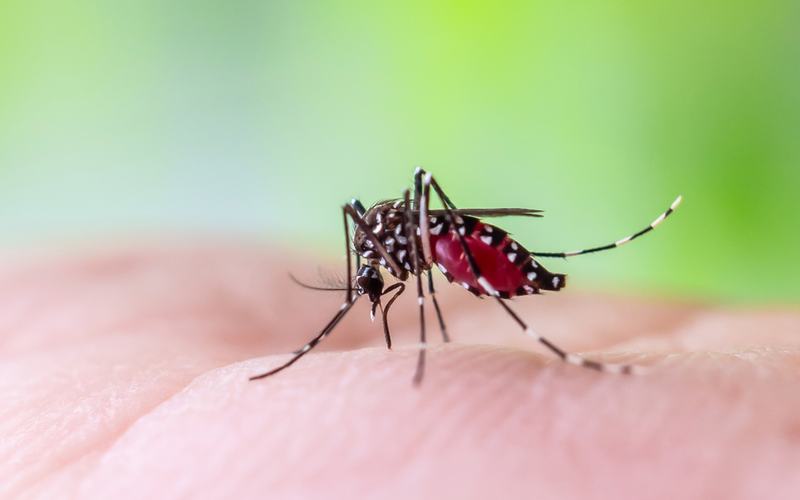 mosquitoes