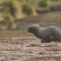 sea lion pup