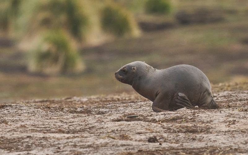 sea lion pup