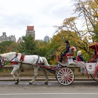 New York Horse Carriage - Shutterstock