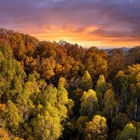 U.S. Forest Land
