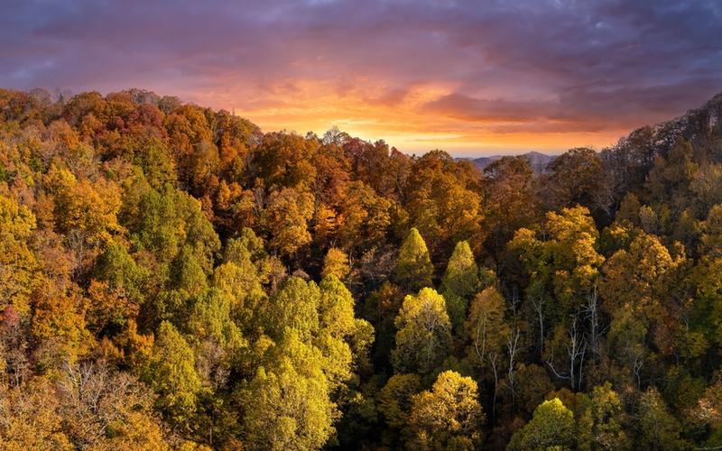 U.S. Forest Land