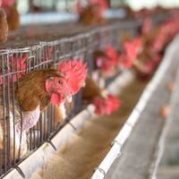 COMMERCIAL CHICKEN FARM