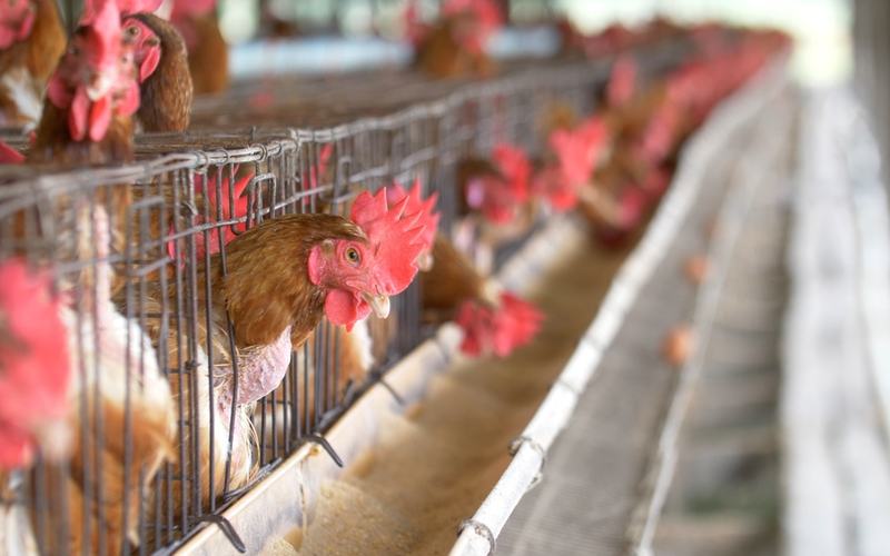 COMMERCIAL CHICKEN FARM