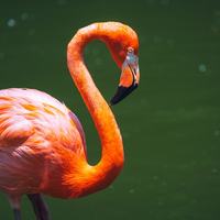 Flamingo - Shutterstock