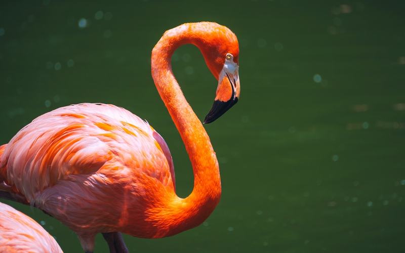 Flamingo - Shutterstock