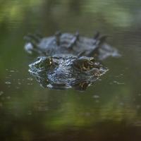 Alligator in water - Shutterstock